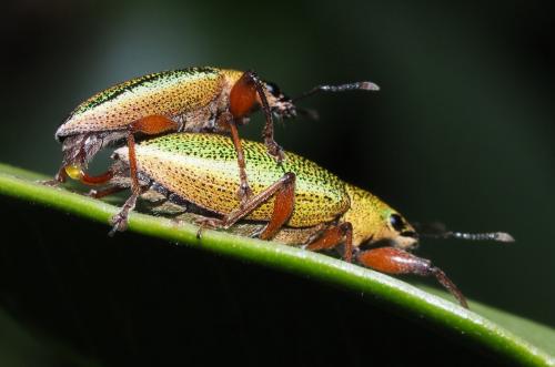 Cratopus sumptuosus